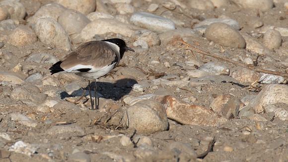 River Lapwing (Vanellus duvaucelii)