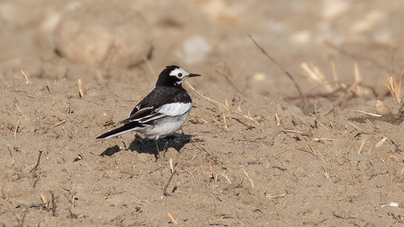 Black-backed forktail (Enicurus immaculatus)