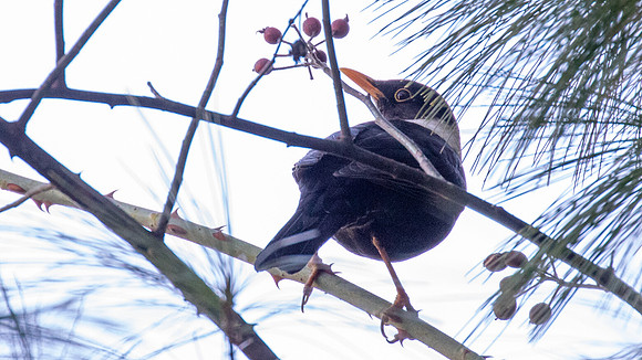 White-collared Blackbird (Turdus albocinctus)