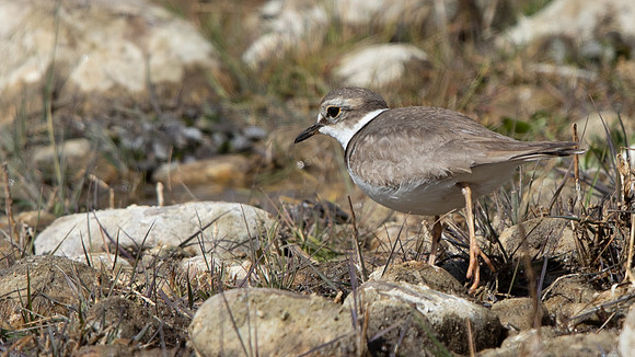Long-billed Plover (Charadrius placidus)