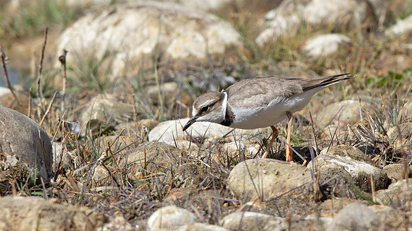 Long-billed Plover (Charadrius placidus)