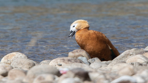 Ruddy Shelduck (Tadorna ferruginea)