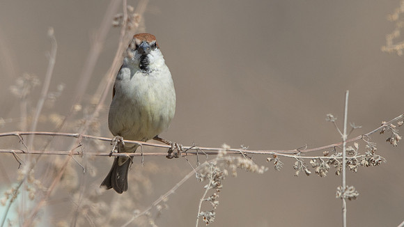 Russet Sparrow (Passer cinnamomeus)