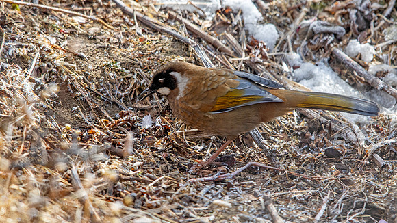 Black-faced Laughingthrush (Trochalopteron affine)