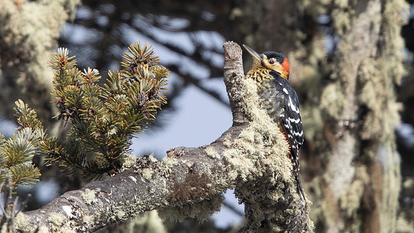 3Q2A9810
