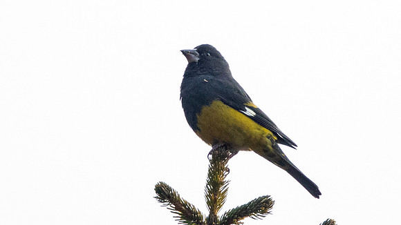White-winged Grosbeak (Mycerobas carnipes) male