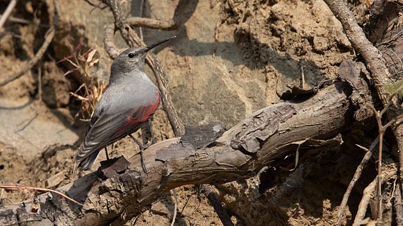Wallcreeper (Tichodroma muraria)