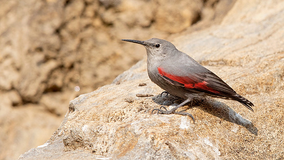 Wallcreeper (Tichodroma muraria)