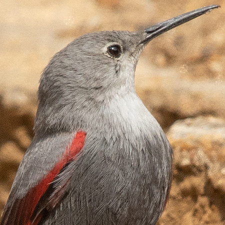 Wallcreeper (Tichodroma muraria)