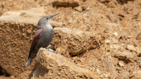 Wallcreeper (Tichodroma muraria)