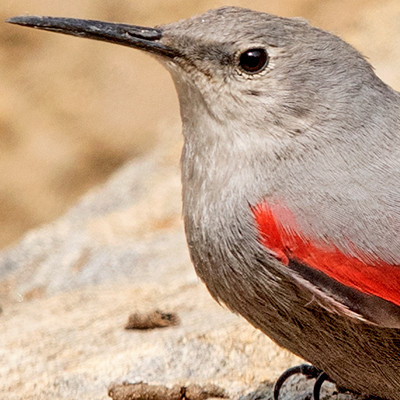 Wallcreeper (Tichodroma muraria)