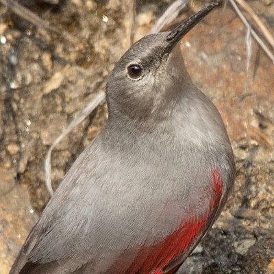 Wallcreeper (Tichodroma muraria)
