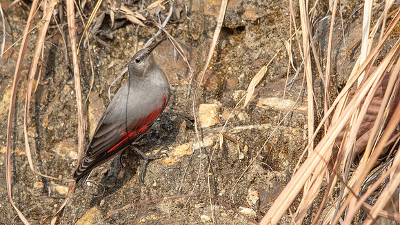Wallcreeper (Tichodroma muraria)