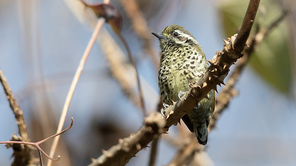 Speckled Piculet (Picumnus innominatus)