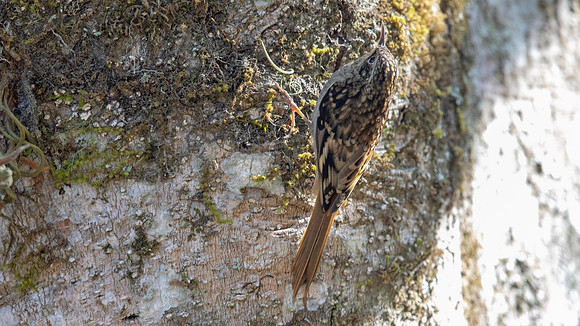 Sikkim Treecreeper (Certhia discolor)