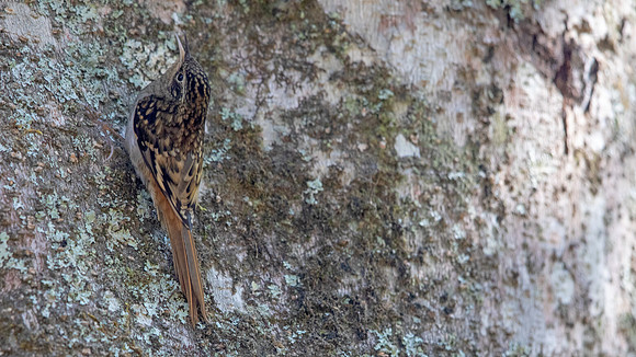 Sikkim Treecreeper (Certhia discolor)