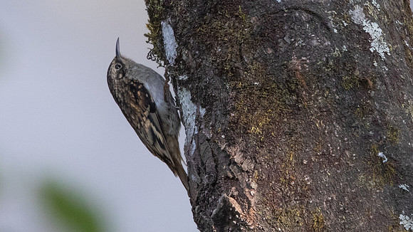 Sikkim Treecreeper (Certhia discolor)