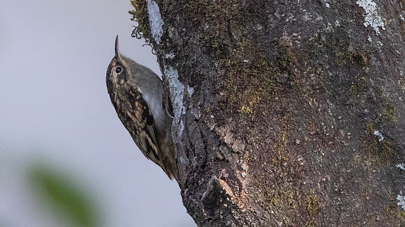 Sikkim Treecreeper (Certhia discolor)