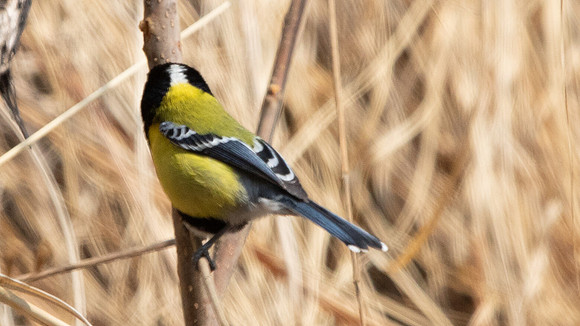 Green-backed Tit (Parus monticolus)