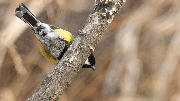 Green-backed Tit (Parus monticolus)