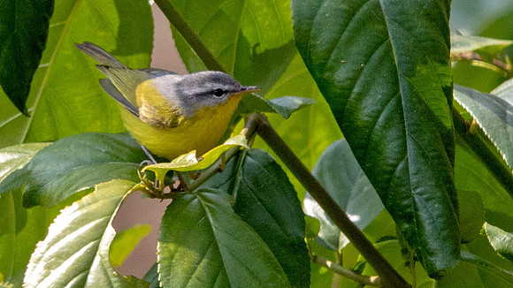 Gray-hooded Warbler (Phylloscopus xanthoschistos)