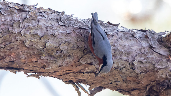 Chestnut-bellied Nuthatch (Sitta cinnamoventris)