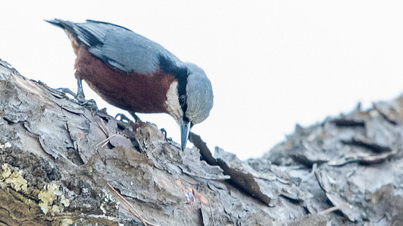 Chestnut-bellied Nuthatch (Sitta cinnamoventris)