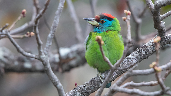 Blue-throated Barbet (Psilopogon asiaticus)