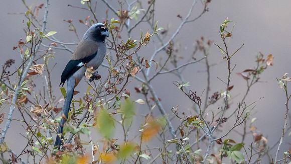 Gray Treepie (Dendrocitta formosae)