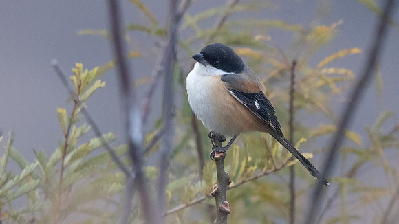 Long-tailed Shrike (Lanius schach)