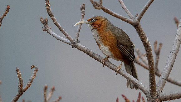 Rusty-cheeked Scimitar-Babbler (Megapomatorhinus erythrogenys)