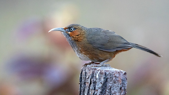 Rusty-cheeked Scimitar-Babbler (Megapomatorhinus erythrogenys)