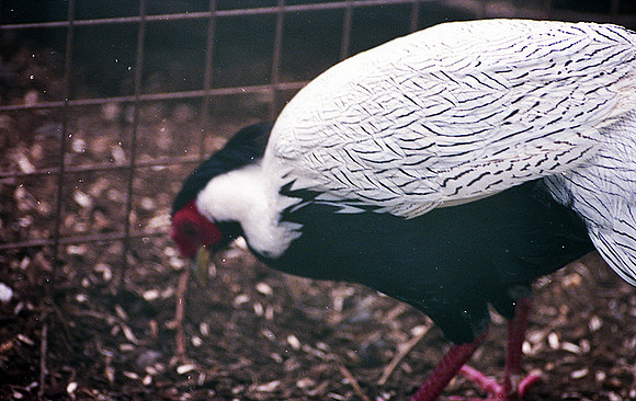 1988 Africa bird img417
