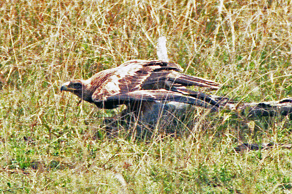 Tawny Eagle (Aquila rapax)