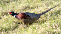IMG_1294