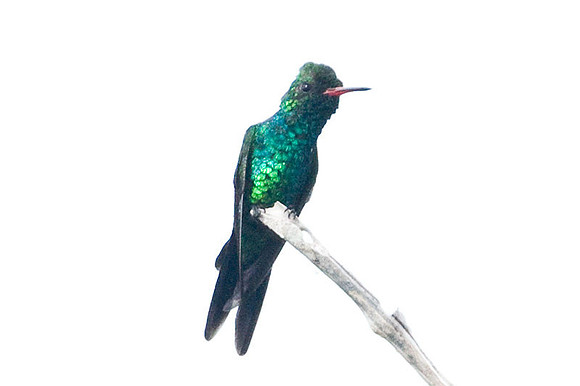 Canivet's Emerald (Chlorostilbon canivetii)