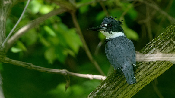 Belted kingfisher (Megaceryle alcyon) male
