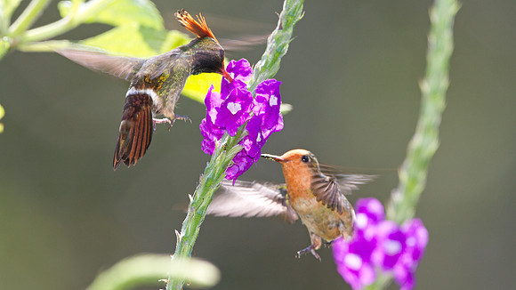 Rufous-Crested Coquette (Lophornis delattrei)