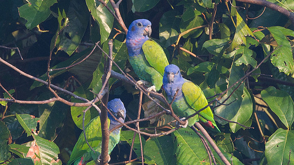 Blue-headed Parrot (Pionus menstruus)