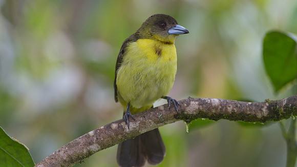 Lemon-rumped Tanager (Ramphocelus icteronotus)