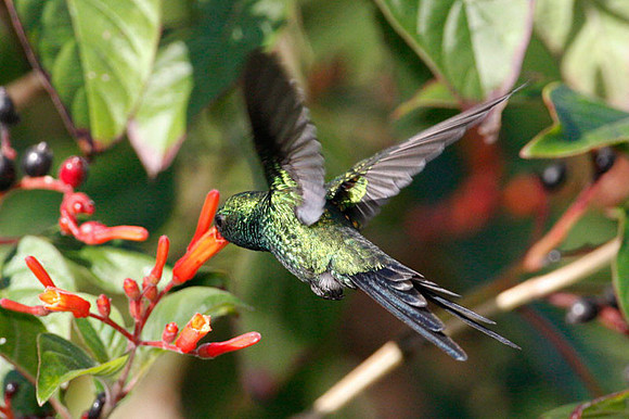 Cozumel Emerald (Chlorostilbon forficatus) male