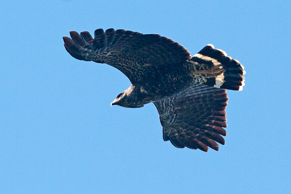 Great Black Hawk (Buteogallus urubitinga)