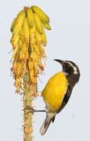 Bananaquit (Coereba flaveola)
