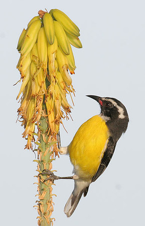 Bananaquit (Coereba flaveola)