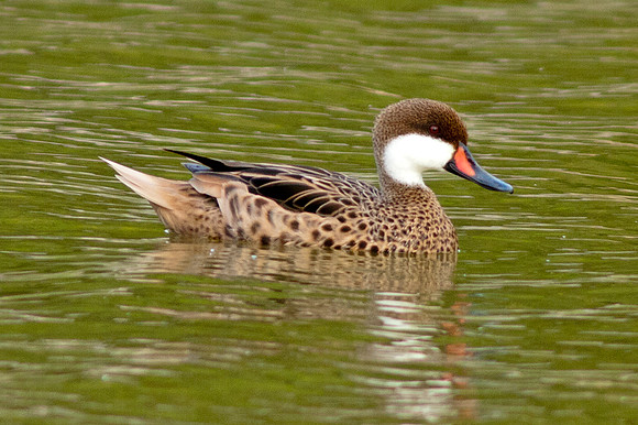 White-cheeked Pintail (Anas bahamensis)