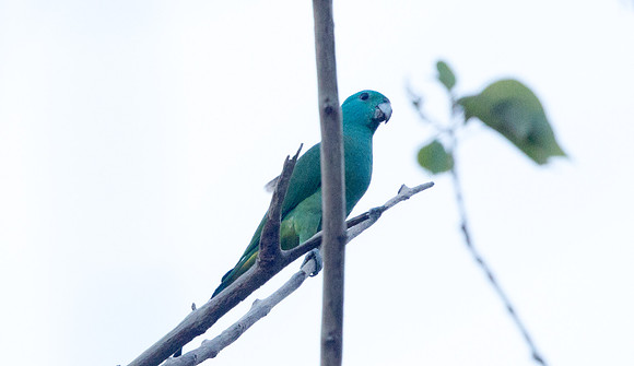 Blue-headed racket-tail (Prioniturus platenae)