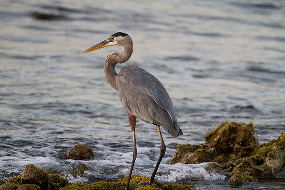 Great Blue Heron (Ardea herodias)