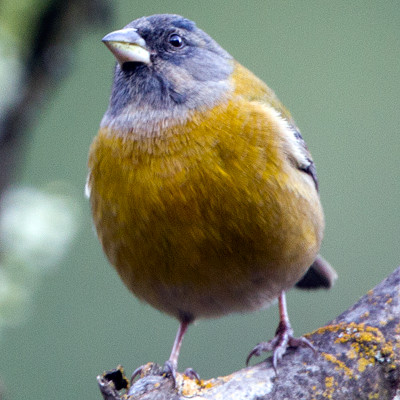 Peruvian Sierra-finch (Phrygilus punensis)