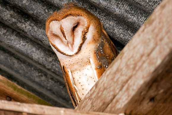Barn Owl (Tyto alba)
