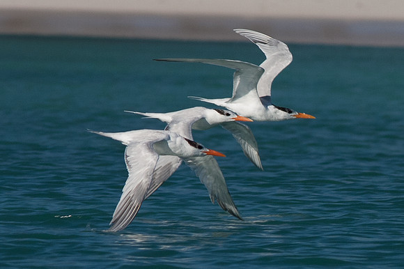 Royal Tern (Thalasseus maximus)